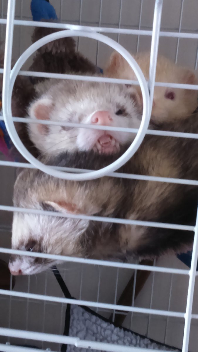 whitetimer7's tweet photo. 3 ferrets in 1 hammock, Pilgrim doing stupid face as usual wiv face pushed up against the cage! #cuteinthemorning https://t.co/BKWrs1yH5A