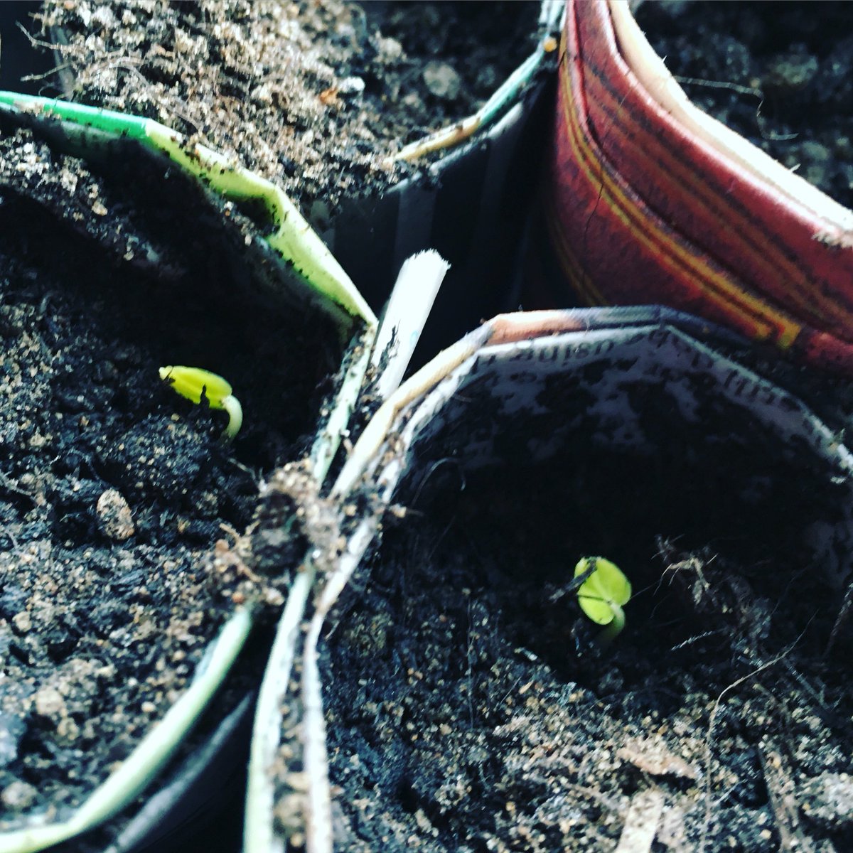 HelenRaymond2's tweet photo. Day 5 we already have some hollyhock shoots #flowers #gardening #gyo #growyourown #hollyhock #britishflowers https://t.co/n6oFdjR5FU