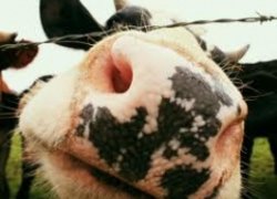 GGD start onderzoek naar verband longkanker en veehouderij… dlvr.it/L09H79 #Ziekenhuizen #MedischCentrum