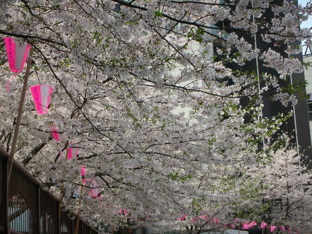 shia's tweet photo. Cherry blossoms in Nakameguro. https://t.co/X7m7DyDD86