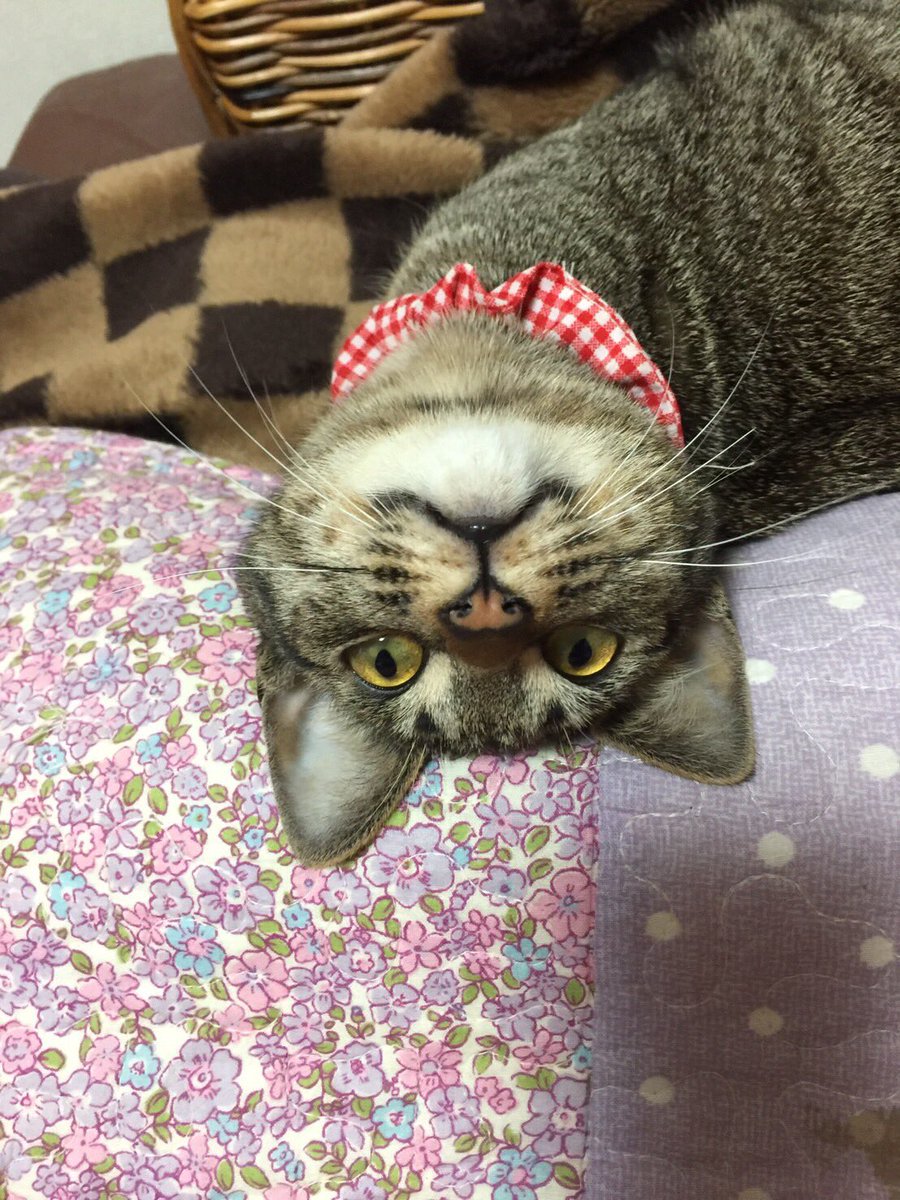 koharu_tya's tweet photo. https://t.co/JnmToIU0b0