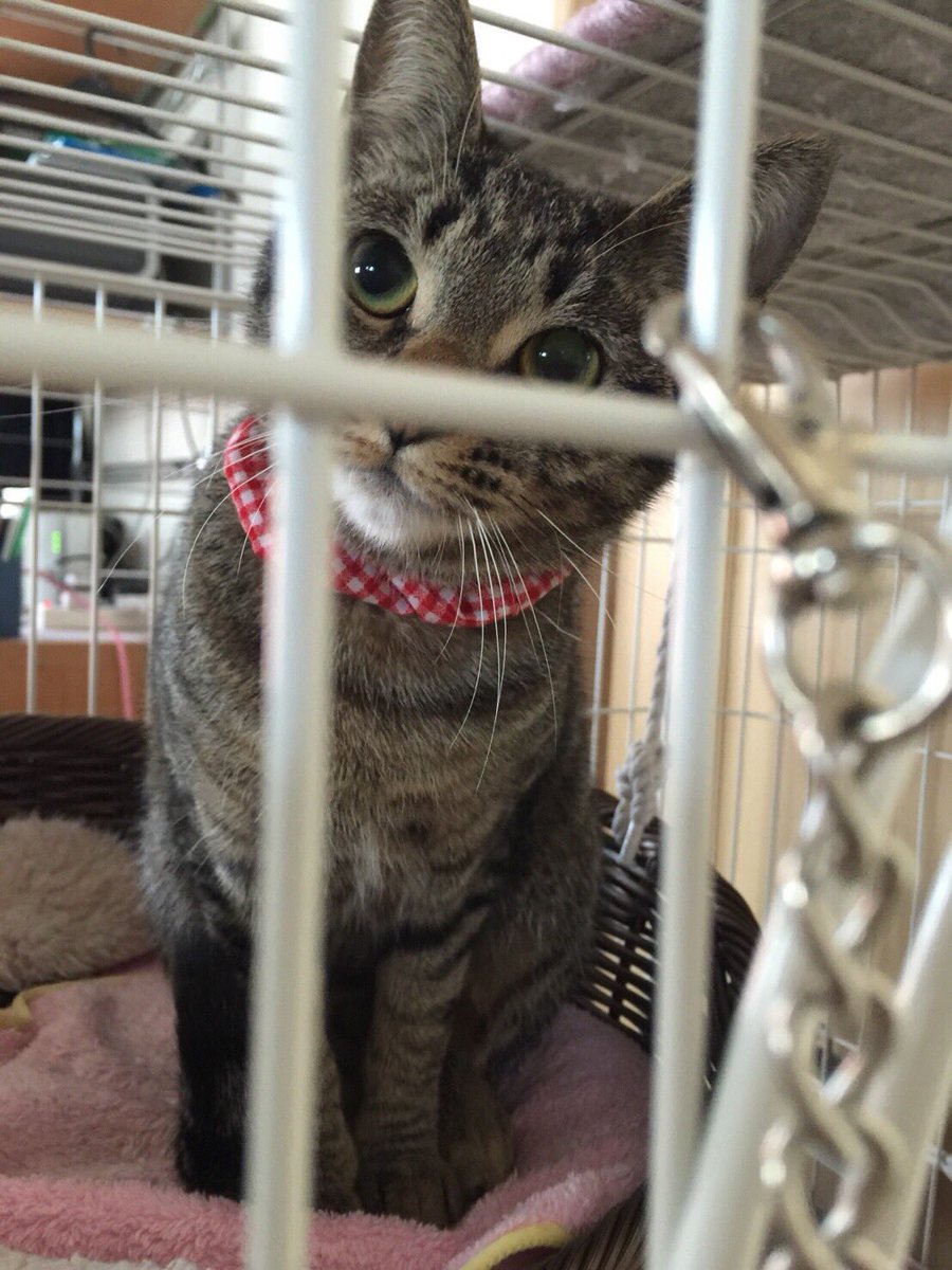 koharu_tya's tweet photo. https://t.co/JnmToIU0b0