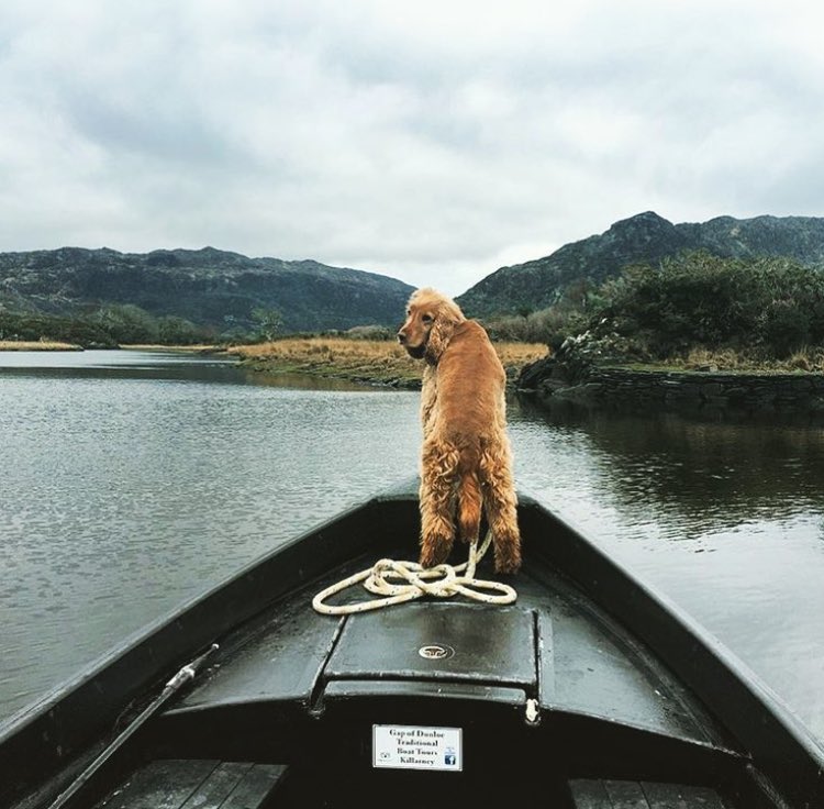 This Is Kerry tweet media