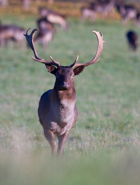 #EppingForest Keeper Deer walk, 24/4, 10am-1pm.  Lodge Road car park.  Booking required, £3.50, call 020 7332 1991.
