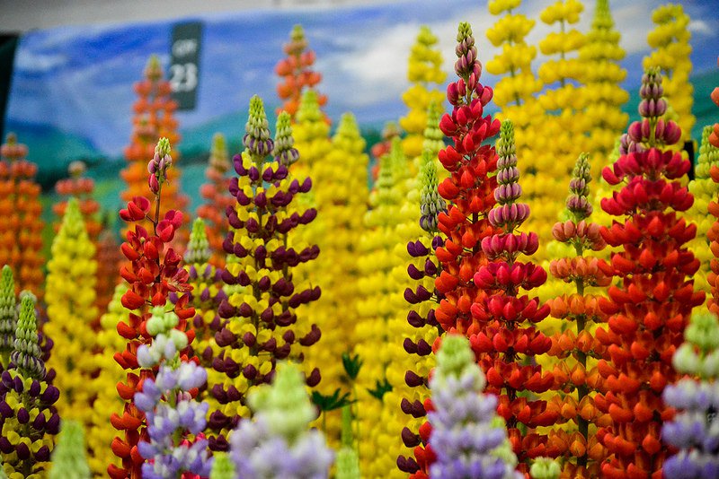 Hartleybotanic's tweet photo. WIN a pair of @The_RHS Chelsea Flower Show tickets in our giveaway! Just follow us &amp; RT to enter! #RHSChelsea https://t.co/YlcmluFt9V