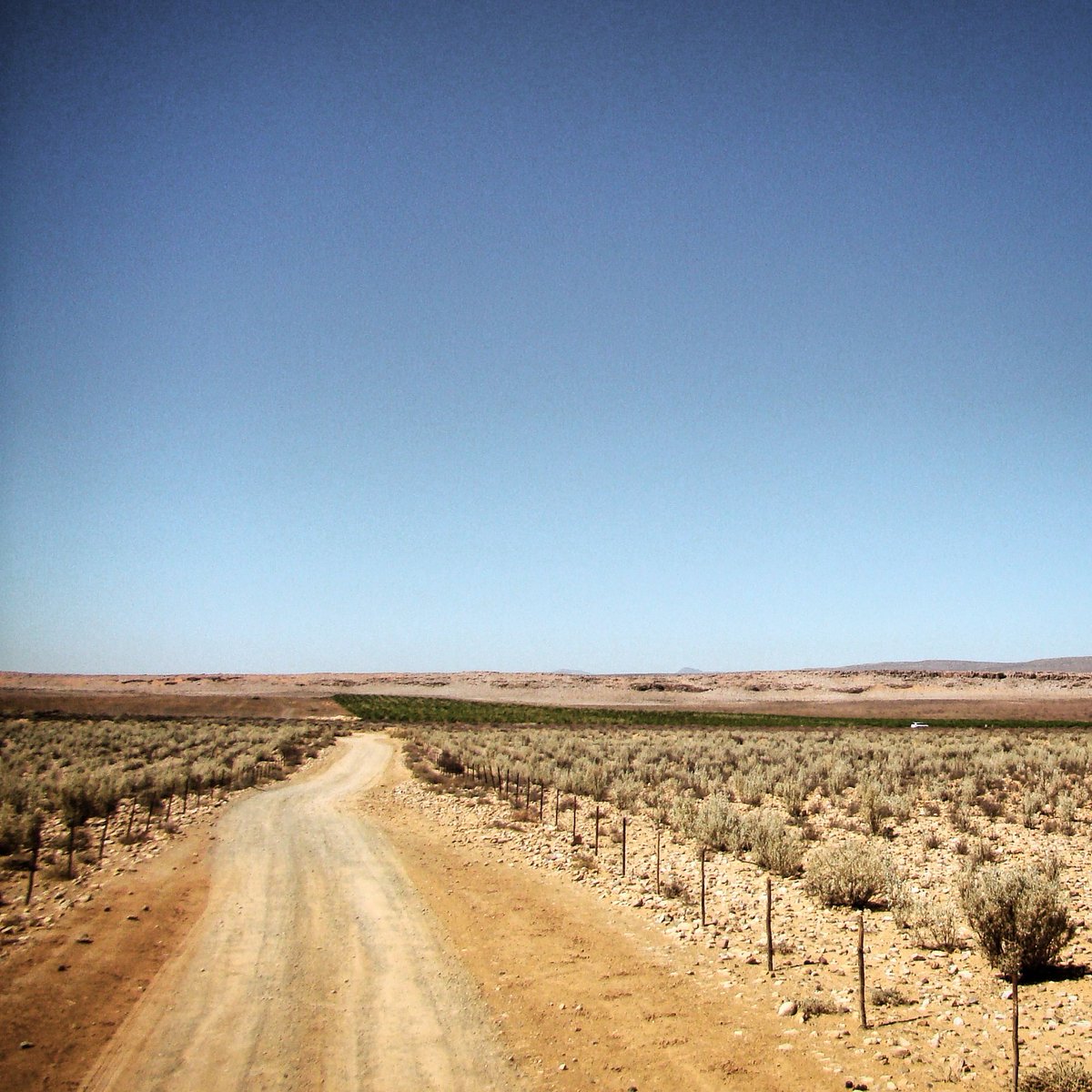 bosmanwines's tweet photo. #TBT In 2005 @Lelienfontein planted #rootstock in the #tankwa #karoo to isolate #vines and lower risk of illnesses. https://t.co/SqpglOS8es