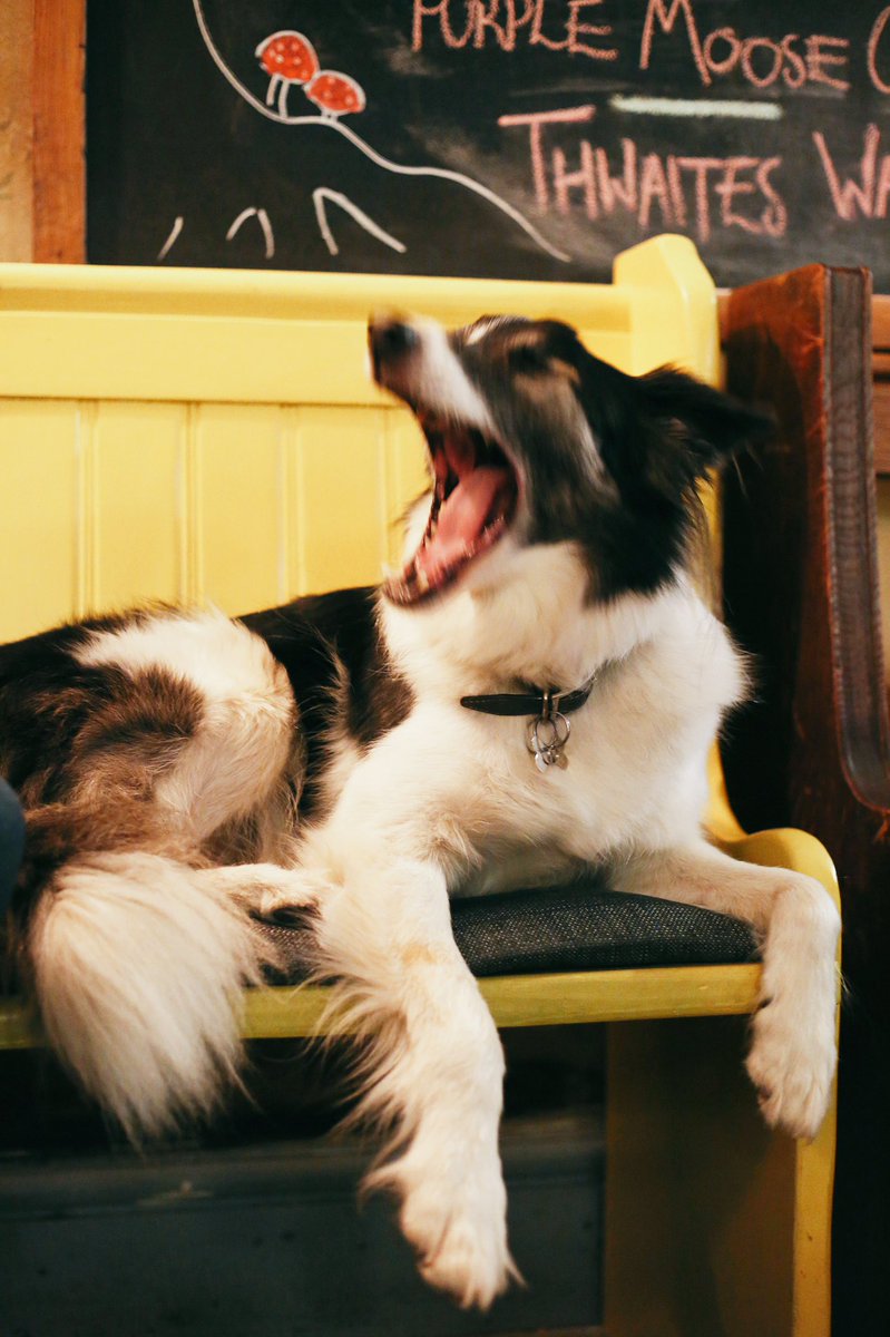 georgieglass_'s tweet photo. #ThrowbackThursday to this fab outtake of Sam from #PubDogsofManchester at the #BeechRoadInn 🐶📸 @Bacononthebeech https://t.co/i68Uo1vclO