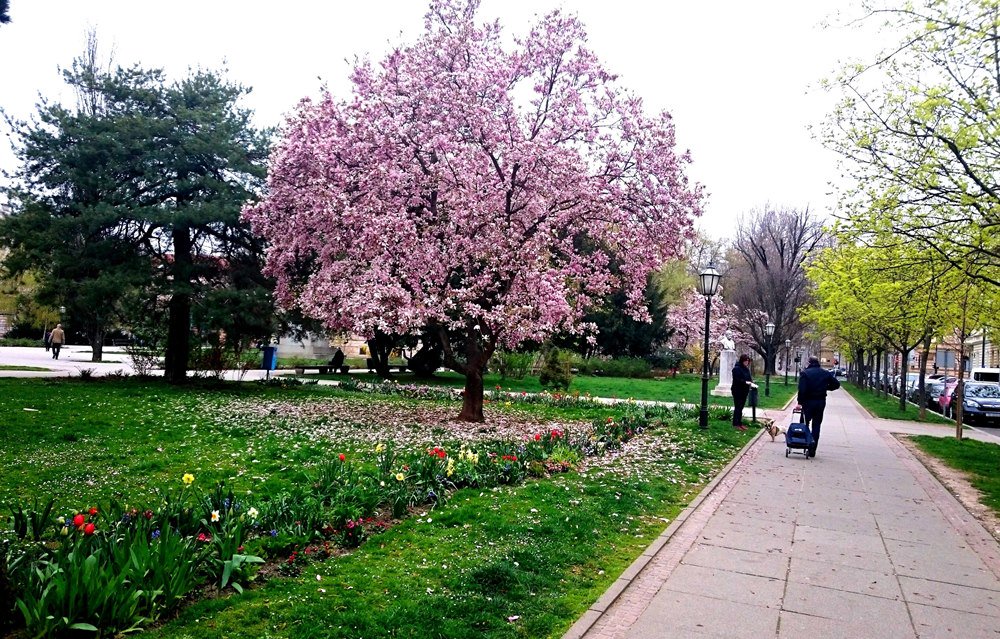 undiscoveredcro's tweet photo. Springtime in #Zagreb: #Magnolia tree in the #Strossmayer square https://t.co/A1rXLTlS3Q