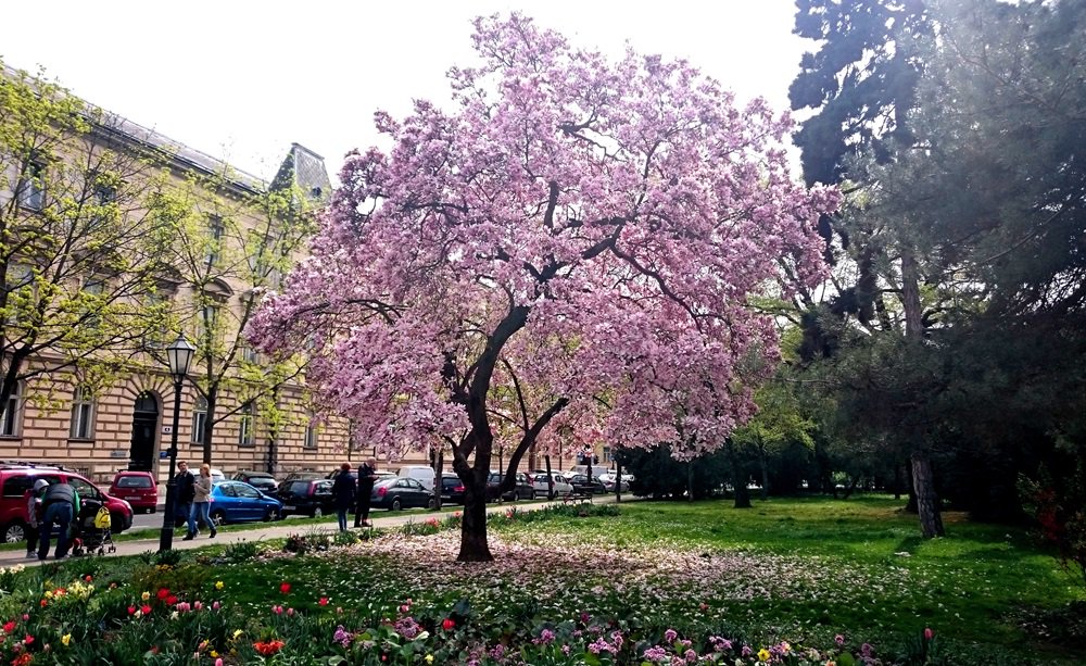 undiscoveredcro's tweet photo. Springtime in #Zagreb: #Magnolia tree in the #Strossmayer square https://t.co/A1rXLTlS3Q
