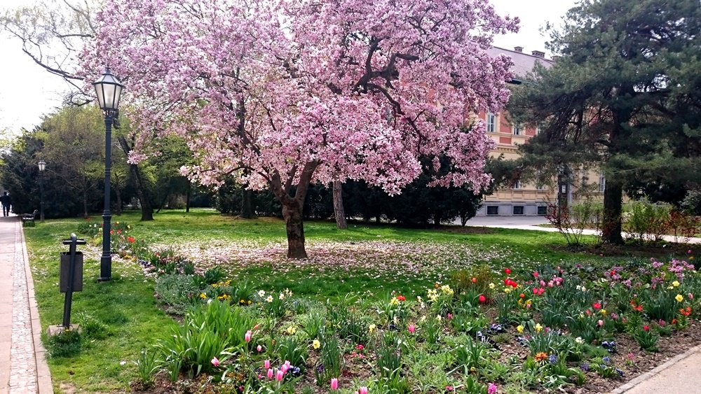 Springtime in #Zagreb: #Magnolia tree in the #Strossmayer square