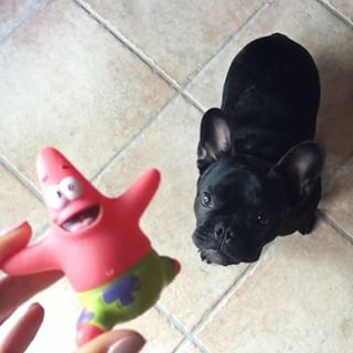 Frenchie_Cute's tweet photo. I'm laughing so hard π @iltaracchi
#frenchie #frenchbulldog #funnyvideo #ireneberzero https://t.co/66HIw7U0Ay https://t.co/vA8dT70NtQ