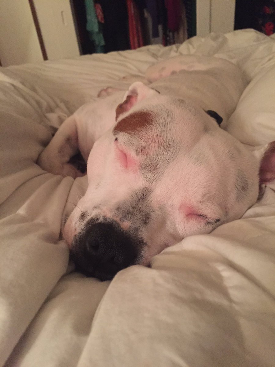 KitchenWoes's tweet photo. #PuppyLove #EnglishStaffordshire https://t.co/HesQ5gtNyj