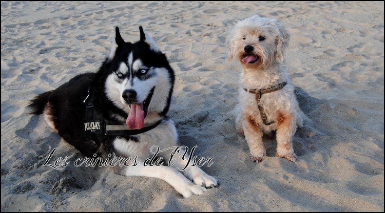 GorisMylene's tweet photo. Les Crinières de l ' Yser c'est aussi le sauvetage de 2 loulous adorables, Salto et Tomy....
https://t.co/h8noWti7lx https://t.co/eE290gimr2