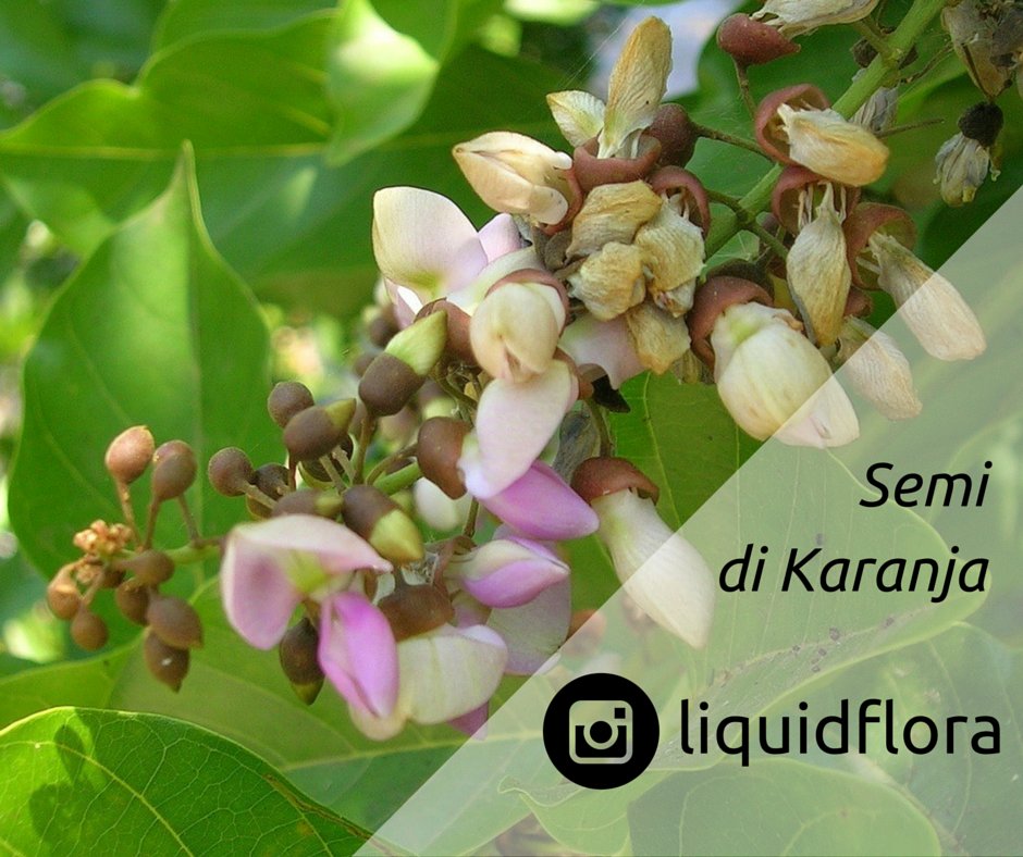 LIQUIDFLORA's tweet photo. #instabeauty #liquidflora #biosicurezza https://t.co/QFYt0wY1xS