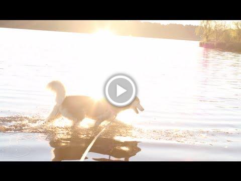 emerald73's tweet photo. Sunset on the Lake with Mishka the Talking Husky! https://t.co/ZHUTSmXGdS #crowdfunding #pledgeX #bitcoins https://t.co/VtCswX4LCr