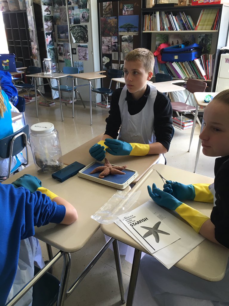 WMSSDOW's tweet photo. Starfish dissection #grossbutfun https://t.co/Veb6rpDkIq
