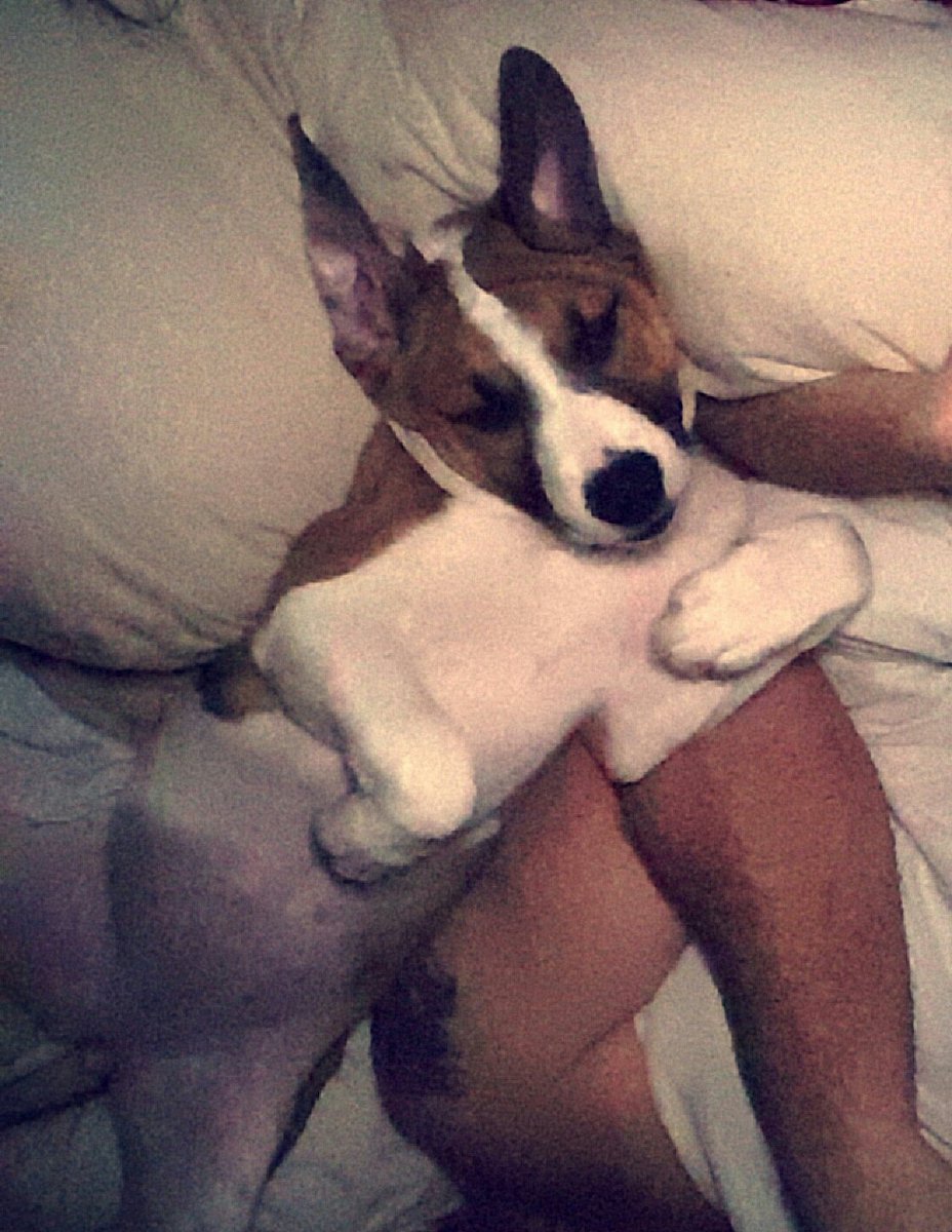 chyenne_murphy's tweet photo. Pretty much nothing has changed but her size. #Emmery #bedhog https://t.co/a7hX6HYptL