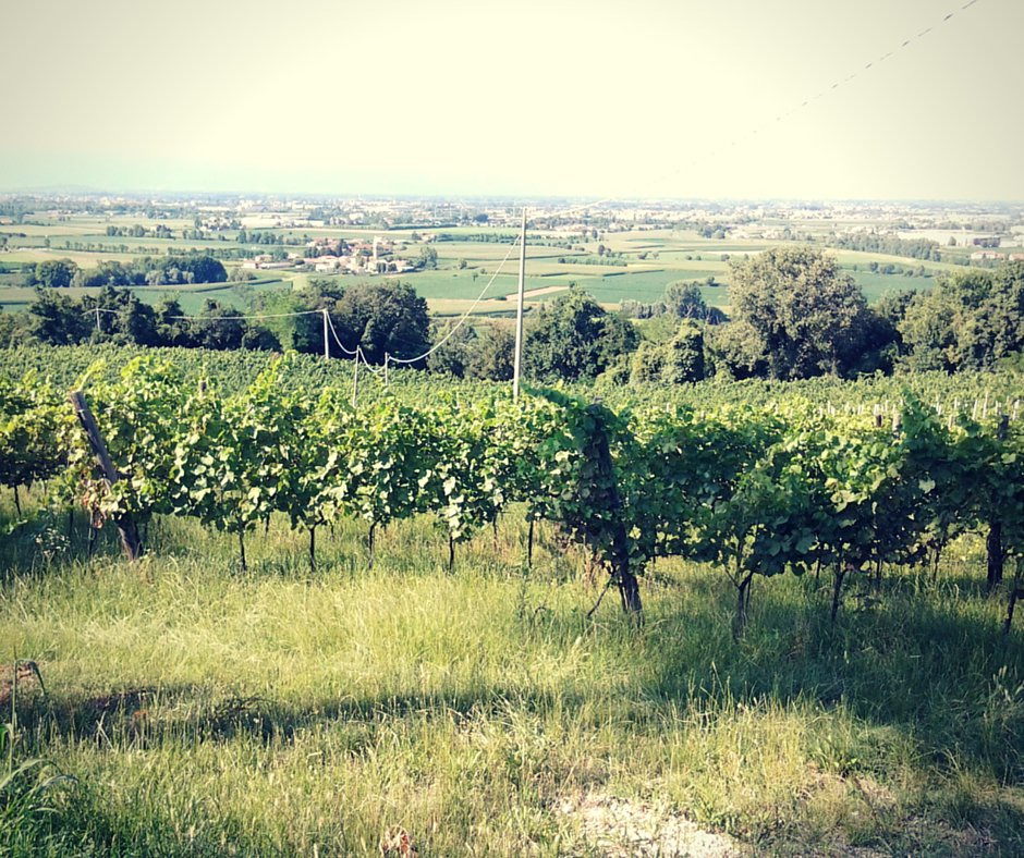 IlCollediGa's tweet photo. Green volcanic islands in the plain, the success of the #wines of #Berici Hills... know more https://t.co/EWmXbHAkIs https://t.co/NdPrD9yHP7