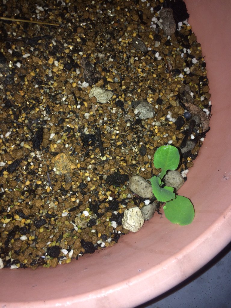 ４〜5年何も咲かなかった植木鉢に1週間前ぐらいから急に雑草くんが生えて来ました。
なんか嬉しいからこいつ育てることにします❗️😊
名前募集中とかでも言っとこかな！笑笑