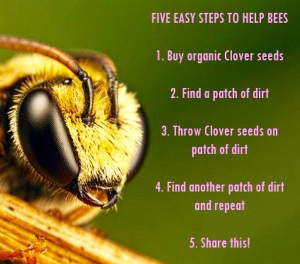 mapmybees's tweet image. Easy steps to help bees