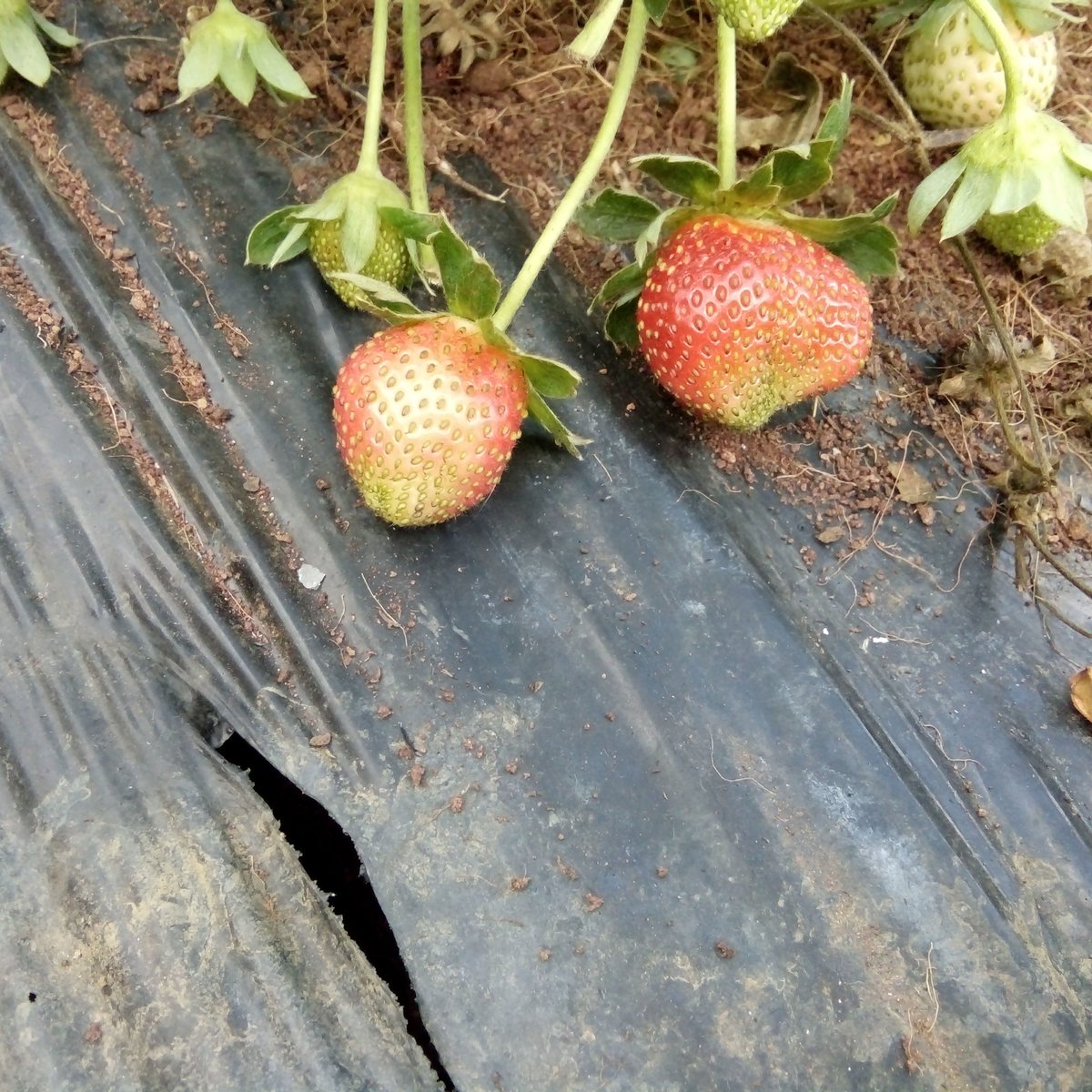 edscristlee07's tweet photo. strawberries 
#strawbarries 
#bae
#FAV 
#yummy https://t.co/L3HWccSQAT