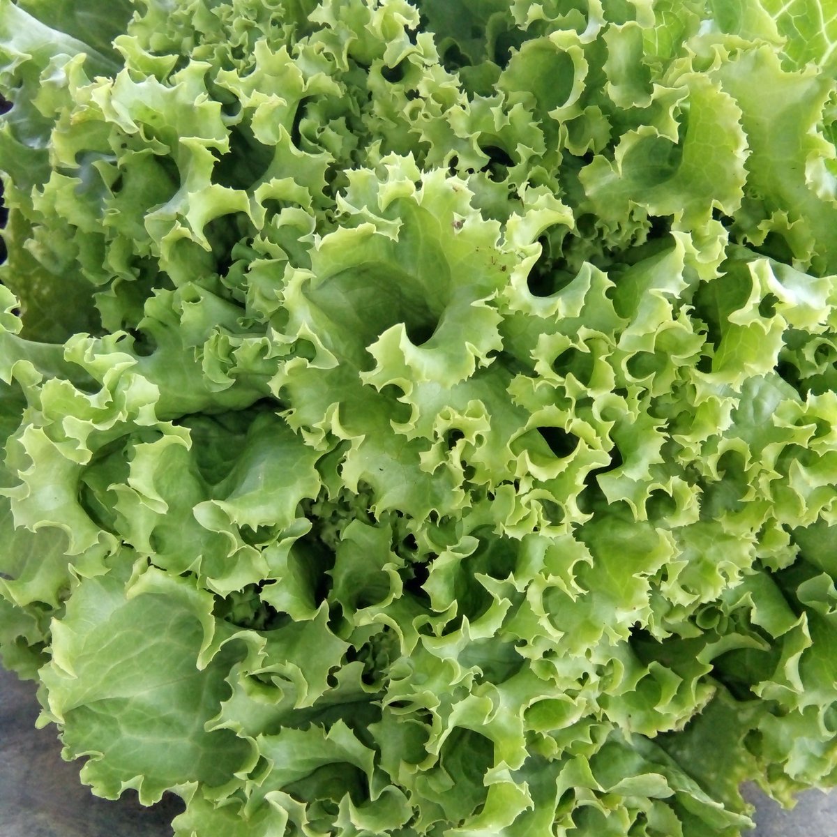 edscristlee07's tweet photo. starting to be healthy😇😇😇😇 https://t.co/CVSOsBCmCE