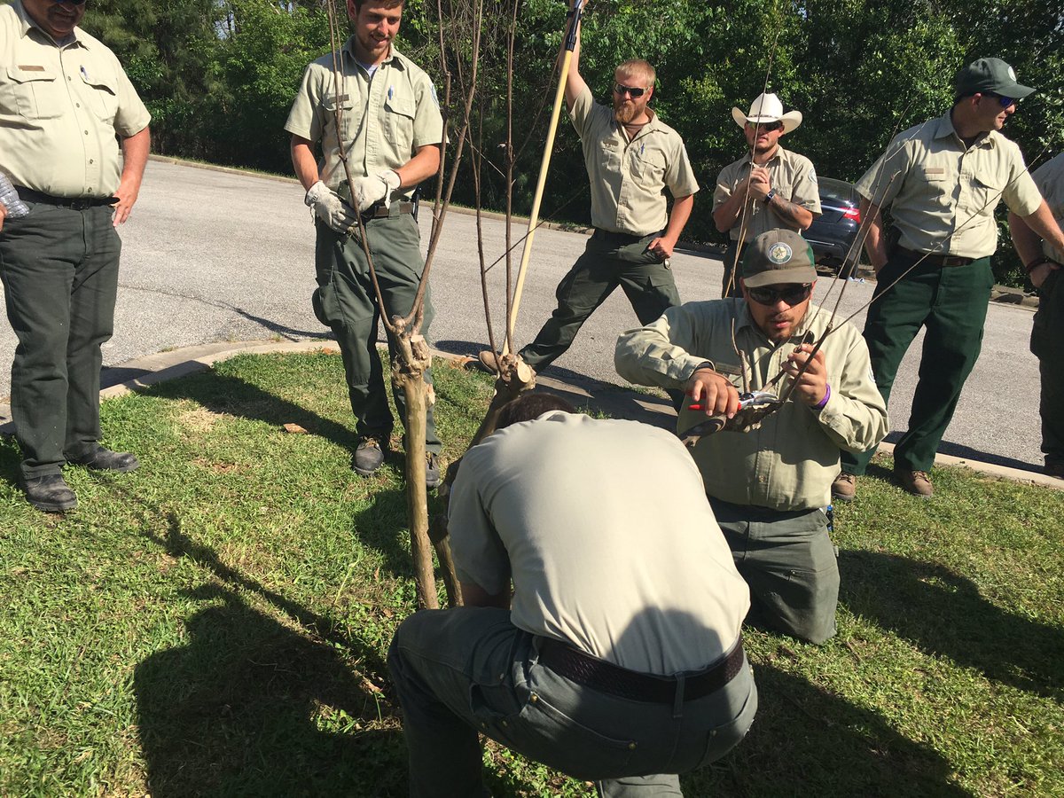 AustinTreeter's tweet photo. TFS Academy 8: Performing restorative pruning on a Crepe Myrtle. #TXForestService https://t.co/lKaVJYYwxQ