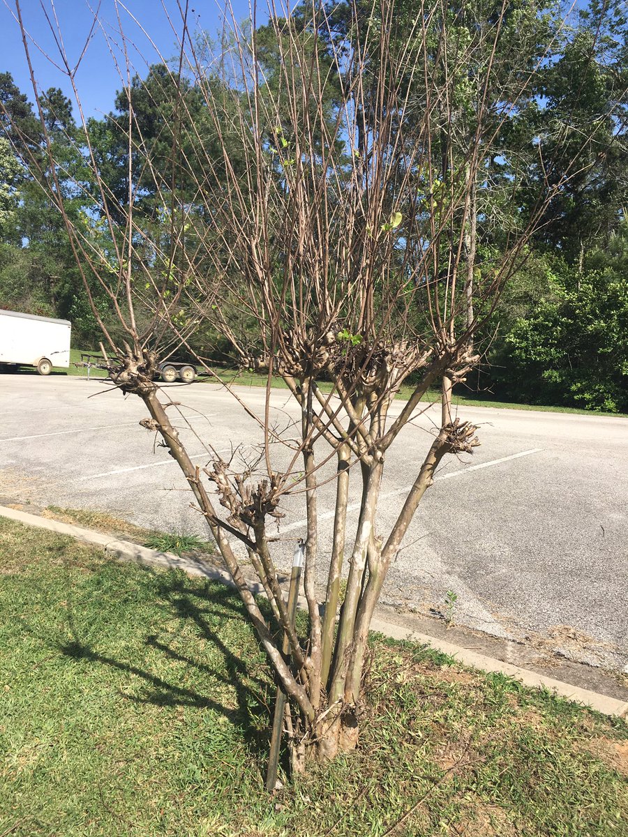 AustinTreeter's tweet photo. TFS Academy 8: Performing restorative pruning on a Crepe Myrtle. #TXForestService https://t.co/lKaVJYYwxQ