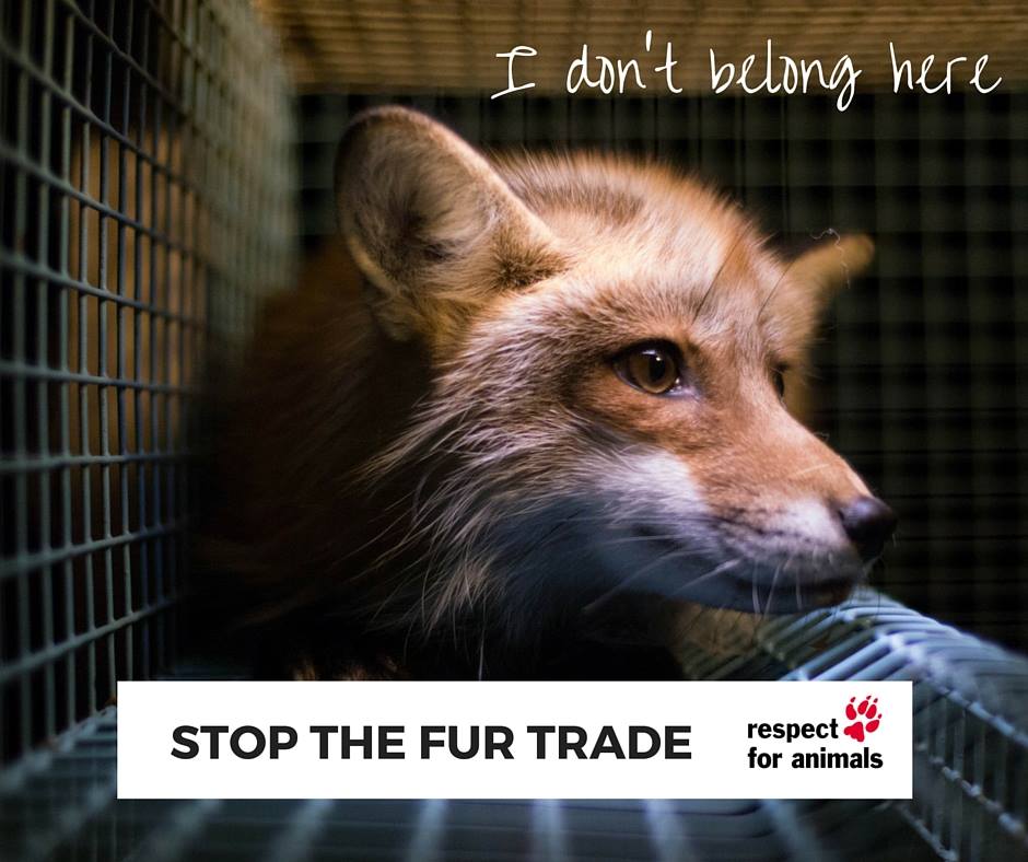 Foxes don't belong in cages.  #StopTheFurTrade #Animals