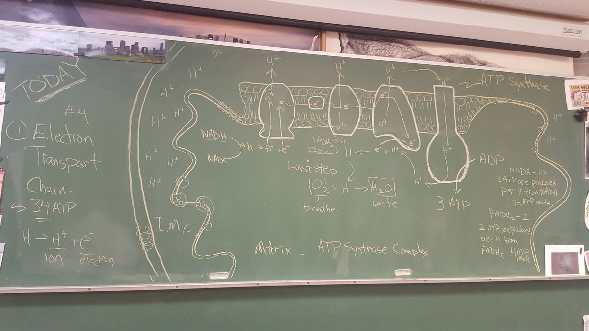 MrP_Bio's tweet image. #Bio30 #chalkrules ETC baby - 34 ATP