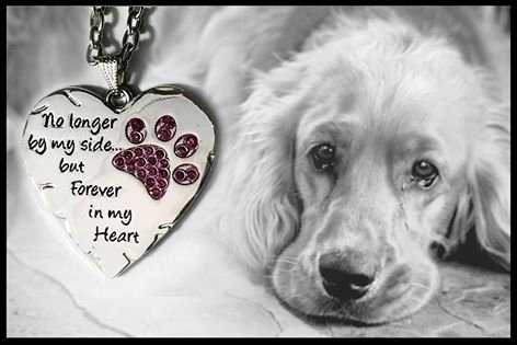 ICOD_Catalog's tweet photo. No Longer by My Side . . https://t.co/oAoHx1fi1o