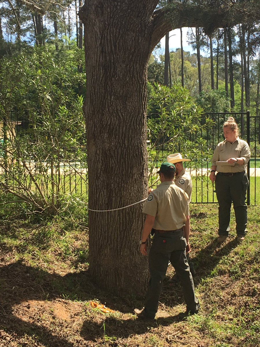 AustinTreeter's tweet photo. TFS Academy 8: Big Tree Measurement competition. Measuring circumference, height, & crown spread. #TXForestService https://t.co/lEhjfrXC9t