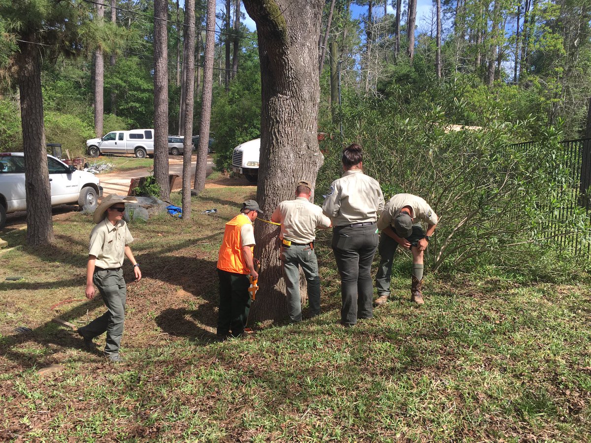 AustinTreeter's tweet photo. TFS Academy 8: Big Tree Measurement competition. Measuring circumference, height, & crown spread. #TXForestService https://t.co/lEhjfrXC9t