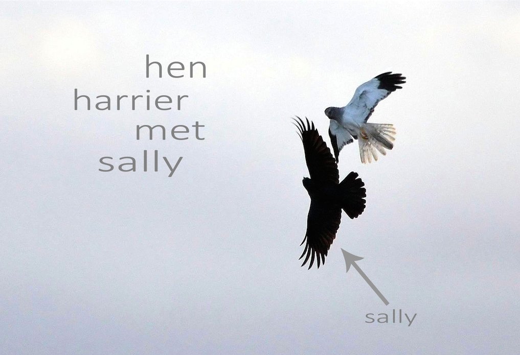 We probably shouldn't even try. #BirdMovies