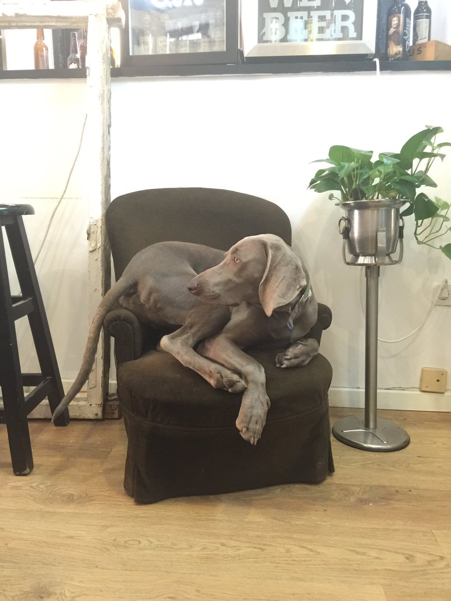 LoraDemode's tweet photo. Connor se ha puesto cómodo mientras yo hago status 😝 #conperro https://t.co/d3oQ3iLUjv