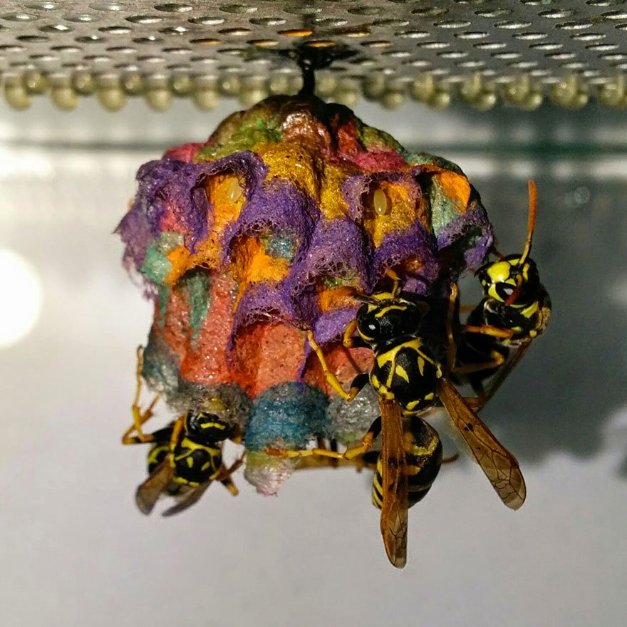 Give wasps multi-coloured paper = rainbow nests! Work/art by Mattia Menchetti, a biology student at Uni. of Florence
