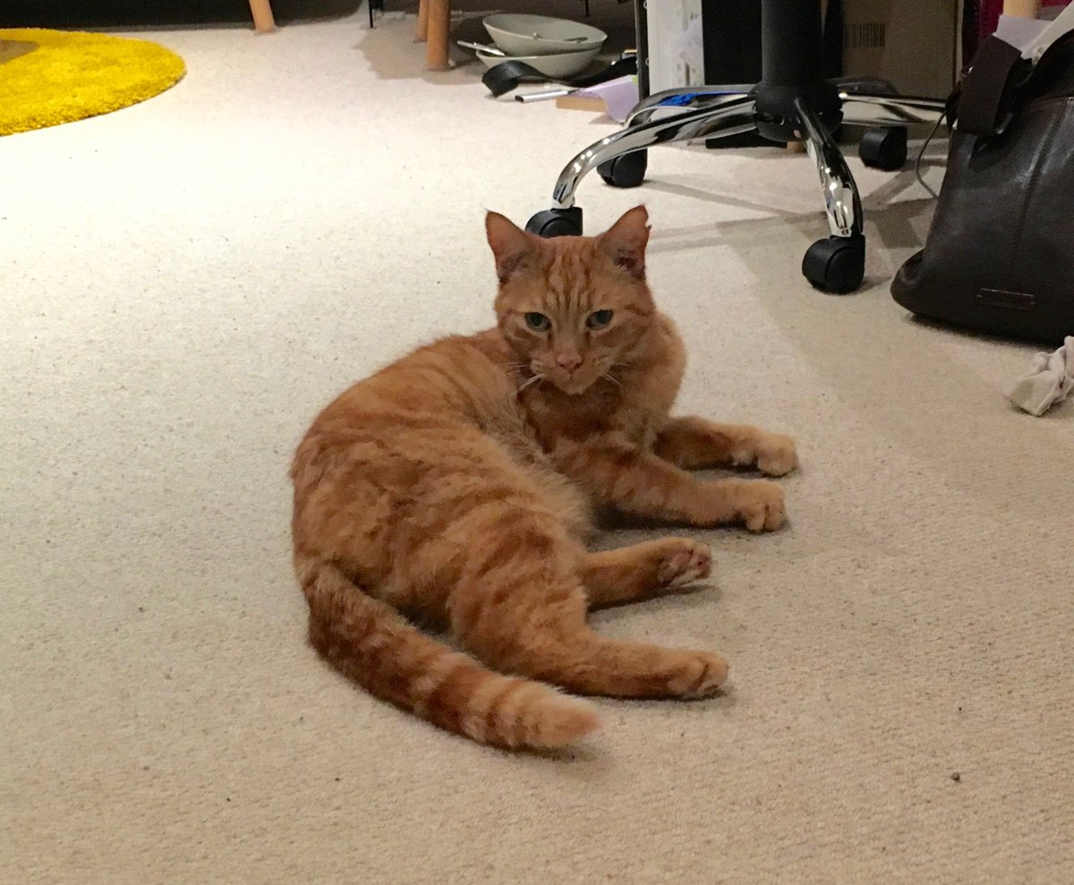seb_ly's tweet photo. People of Brighton! Please share and help me find the owner of this cat! Found Powis Sq (nr Seven Dials) 2 days ago. https://t.co/pXDeRR4lQp