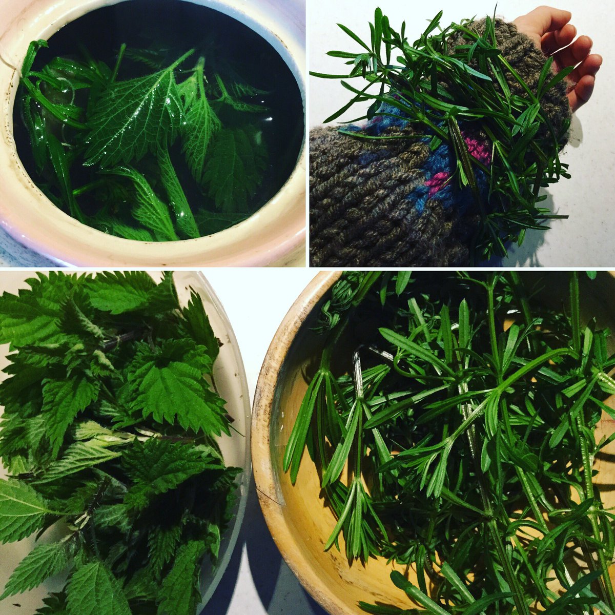 WorldNaturelle's tweet photo. #springherb #detox #tea with #nettle and #cleavers🌿#stickywilly #herbalremedy #healing #naturopath #phytotherapy https://t.co/2EG2eH0oUY