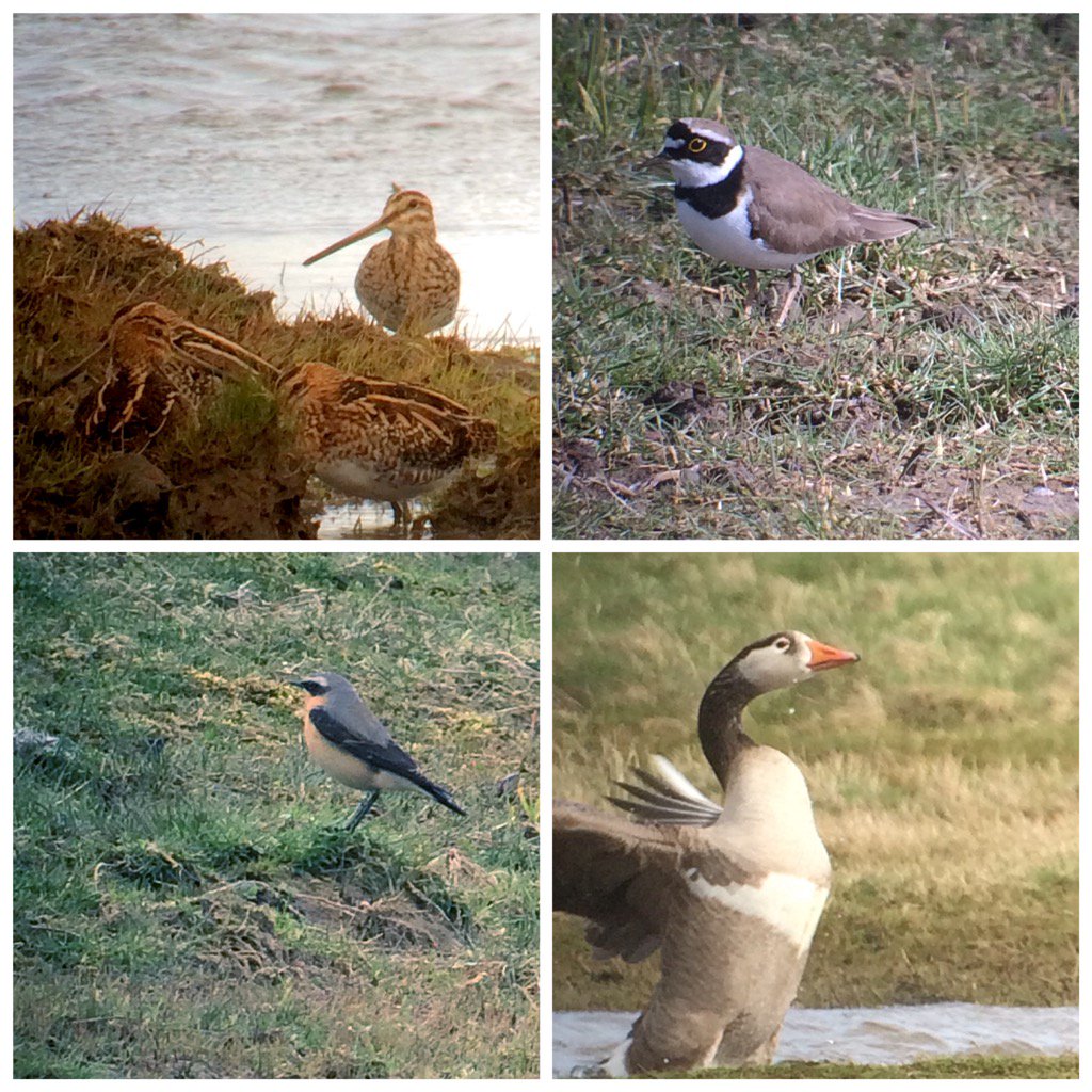 andyH148's tweet photo. @clevelandbirds 
Yesterday's Saltholme highlights, Common Snipe, Little Ringed Plover, Wheatear and a Hybrid Goose https://t.co/kia6mSyp8L