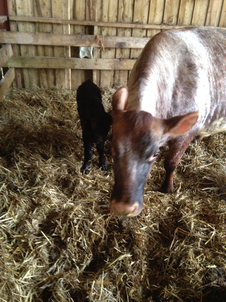 QuantockFarmer's tweet photo. Well done tulip calved today all well nice Angus bull calf https://t.co/YqjUIxKjZZ