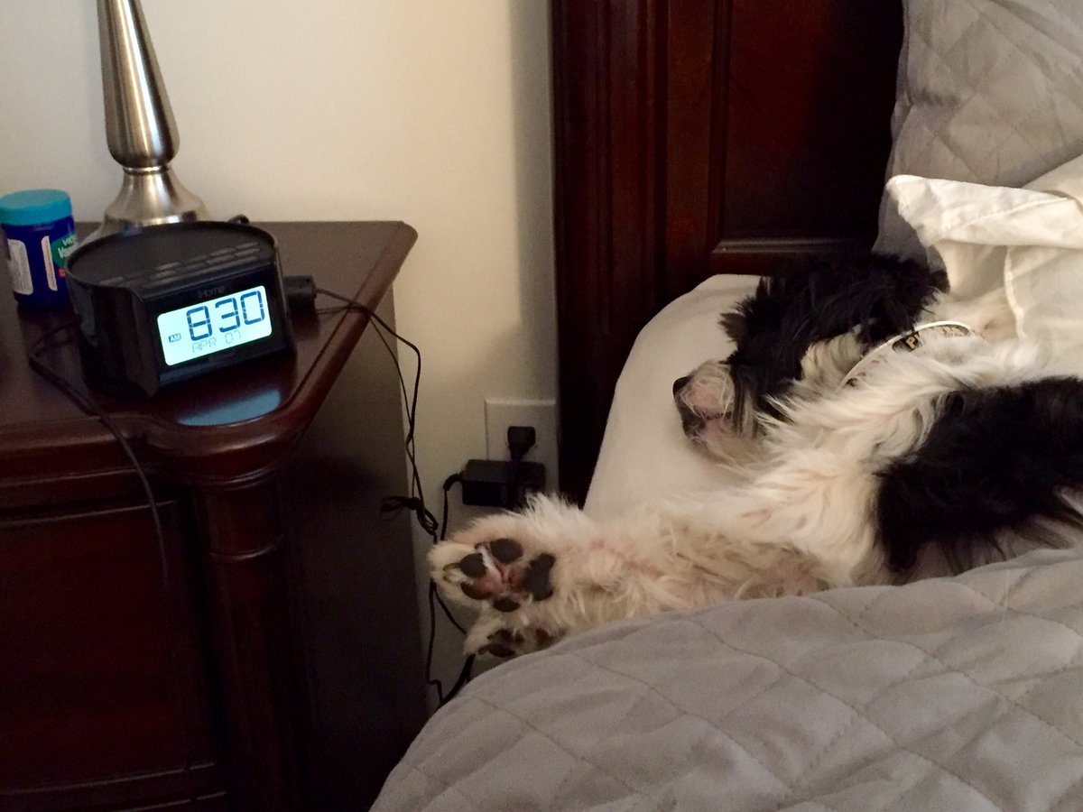 MelindaRoederTV's tweet photo. 8:30 AM. Mickey must've had a rough night. #slackerdog https://t.co/SAYnbRqu2e