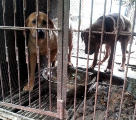TamaraSka7's tweet photo. 🔘TWEETSHEET ANYTIME🔘IN 5 LANGUAGES🔘THE #CruelDogMeatTrade in #SouthKorea🔘SEND THE TWEETS➡https://t.co/cRuCEfxnna https://t.co/x9bOD4u9qI