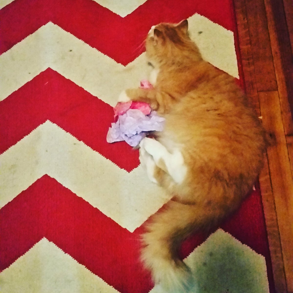 LauraFromKC's tweet photo. Hey midtown, #RogerCat is lost! Look for him. He microchipped &amp; declawed. He is shy so please don't chase him. https://t.co/tr1PZO6u26