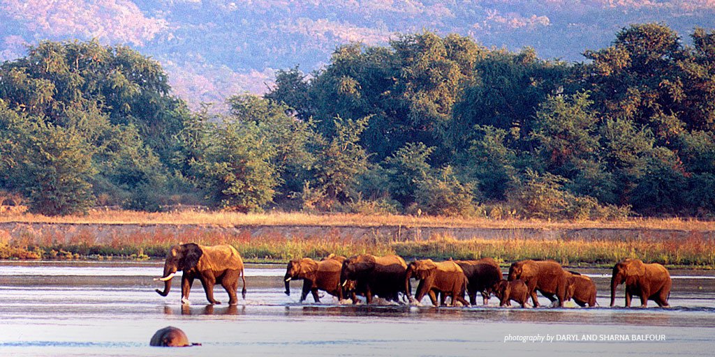 AWF_Official's tweet photo. Southern Africa's 🐘 🐘 are increasingly targeted by poachers. We're taking action: https://t.co/BuOjx5p3UQ #LearnAWF https://t.co/UL2yaP9JlN