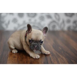 Frenchie_Cute's tweet photo. I've been working on my smolder since birth. ๐ ๐ #ThrowbackThursday #LilRuby https://t.co/jkg2QrUANe https://t.co/OEPz0q5dgY