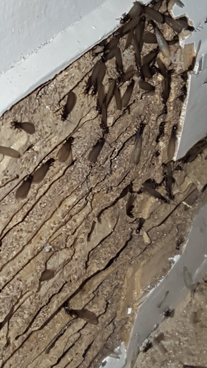 These termites emerged while we were treating a home in Bonita Springs, FL! Swarming Season has definitely begun!