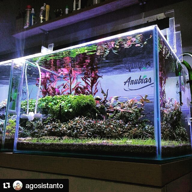 Akvaristan's tweet photo. #akvaristan #aquarium #akvaryum #aquarien Reposting @agosistanto's awesome shot of his #Aquascaping
Tank 😃👍🙌 #Anub… https://t.co/LY4NKBQxnJ