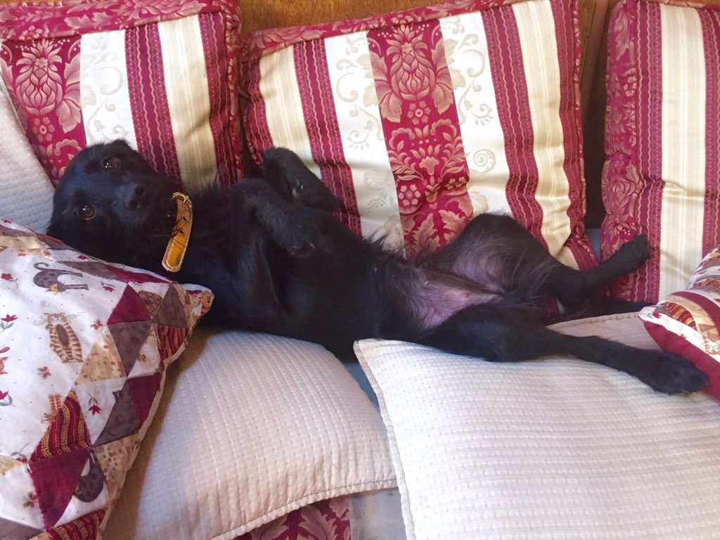 kerry_raluy's tweet photo. Relajándome en casa de mis primos...
Mientras en casa deben estar buscándome!!!🐶😜😂 @_NiedzielaGH16_ @EmilyRaluyS https://t.co/BJvBwVtImX