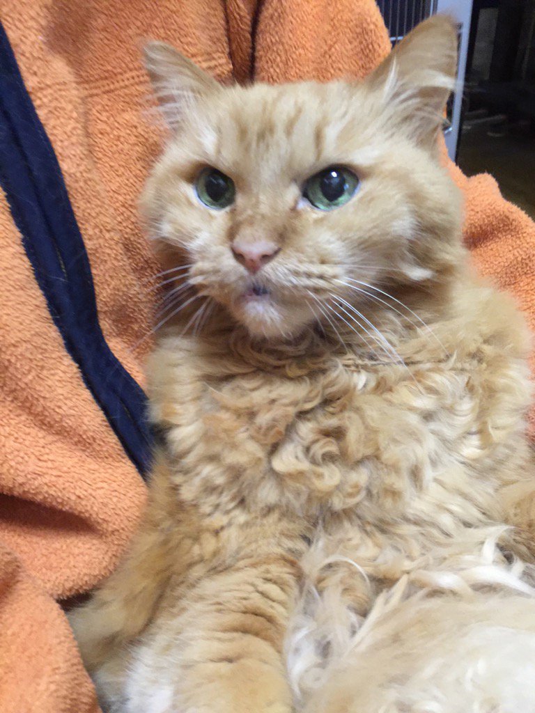 classical_cats's tweet photo. 猫は、所かまわずゲロは吐くし毛は抜けるし、ウンチを床につけるし盗み食いするし、物は落として壊すし病気になれば病院代はかかるし‥でも全てを愛おしいと思える人だけが飼う資格があるのだと思う。 https://t.co/in36VLBVKQ