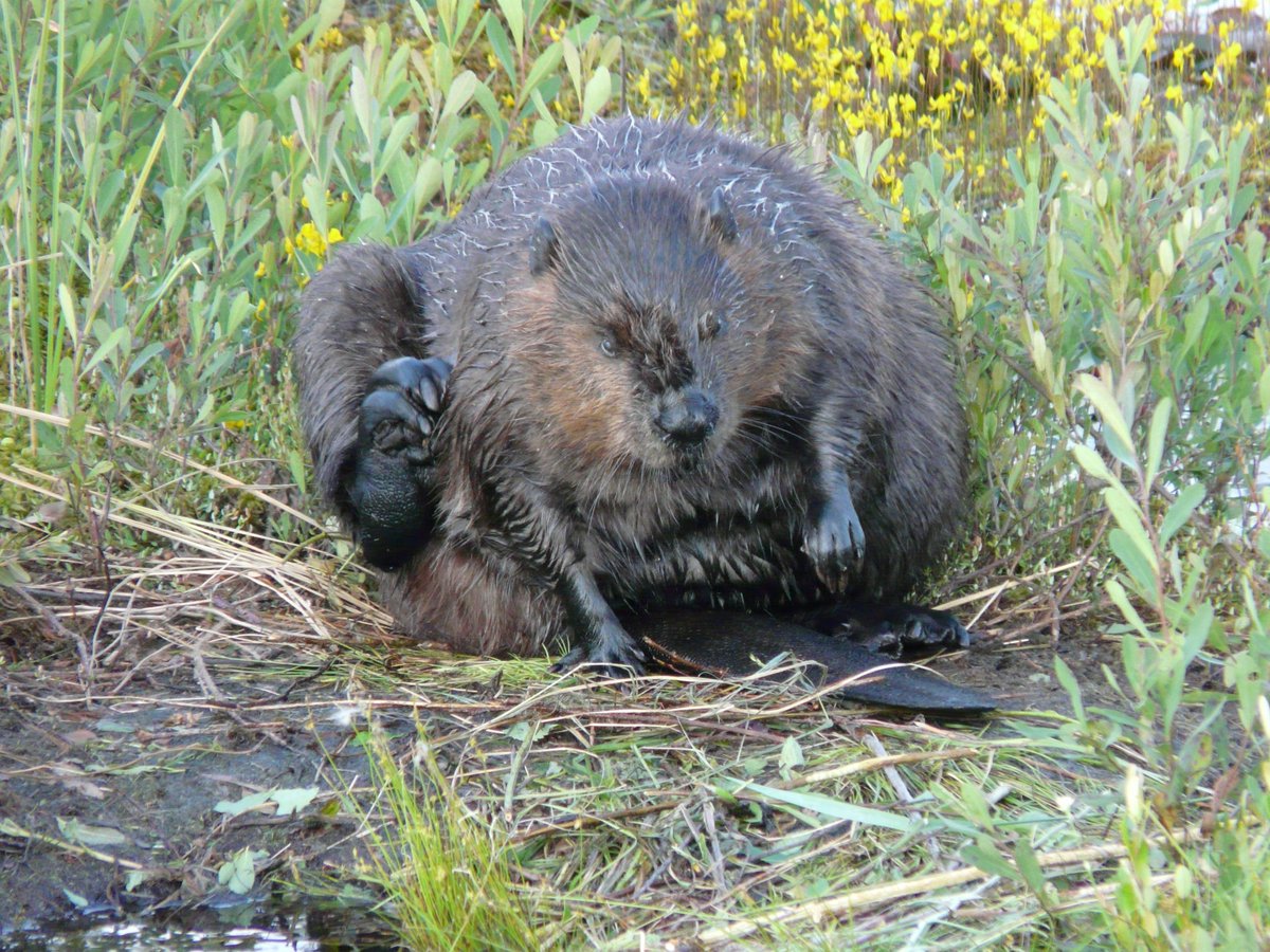 Happy #InternationalBeaverDay!  DYK April is the best month for beaver watching in #AlgonquinPark?